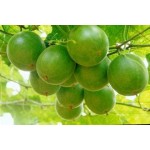 Turmeric Extract Manufacturer - 95% Curcumin Capsules