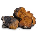 Chaga Mushroom Powder Factory - 30% 50% Extract