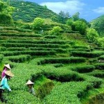 Matcha Tea Powder Manufacturer - Supplier Best Quality