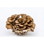 Maitake Mushroom Powder Factory - 50% Polysaccharides 10:1