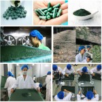 Chlorella Powder Factory - 60% Protein Tablets