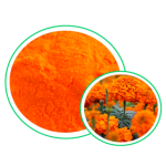 Sophora Japonica Extract Manufacturer - 95% Rutin Powder