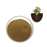Dandelion Root Extract Factory - 5% Flavonoids Bulk