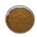 Turkey Tail Mushroom Supplier - Extract Powder Chaga
