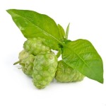 Noni Powder Factory - Private Label OEM Custom Service