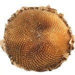 Sunflower Disk Peptide Manufacturer - Small Molecule 98%