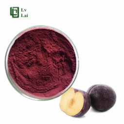 Black Plum Powder Factory - Fruit Juice Concentrate Hot Sales