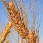 Wheat Fiber Powder Supplier - Dietary Fiber Extract Custom