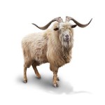 Goat Milk Powder Manufacturer - Water Soluble Extract Wholesale