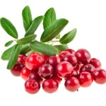 Cranberry Powder Supplier - Freeze Dried Juice Concentrate