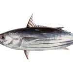 Bonito Peptide Factory - Hydrolyzed Elastin Water Soluble