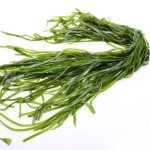 Spirulina Peptide Factory - Hydrolyzed Protein Oligopeptide