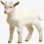 Goat Milk Powder Manufacturer - Water Soluble Extract Wholesale