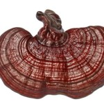 Ganoderma Extract Supplier - Lucidum Peptide Powder Custom