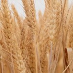 Wheat Fiber Powder Supplier - Dietary Fiber Extract Custom
