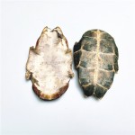 Tortoiseshell Peptide Manufacturer - Gelatin Protein Powder