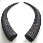 Water Buffalo Horn Powder Manufacturer - Extract Bulk Supply