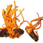 Cordyceps Militaris Extract Manufacturer - Peptide Powder