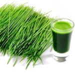 Wheat Grass Powder Factory - Whole Grass Vitamin Extract