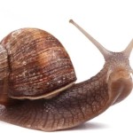 Snail Protein Powder Manufacturer - 60% Water Soluble Extract