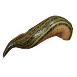 Leech Powder Supplier - Medicinal Extract Powder Custom