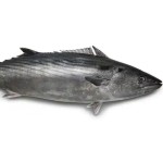 Bonito Peptide Factory - Hydrolyzed Elastin Water Soluble