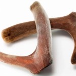 Deer Antler Peptide Supplier - Polypeptides Organic Bulk