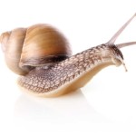 Snail Protein Powder Manufacturer - 60% Water Soluble Extract