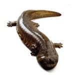 Giant Salamander Peptide Supplier - Oligopeptide Nutritional