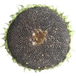 Sunflower Disk Peptide Manufacturer - Small Molecule 98%