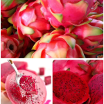 Dragon Fruit Slices Factory - Organic Dried Snacks AD Process