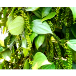 Blooming Tea Manufacturer - Slimming Beauty Edible