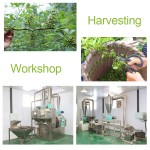 Green Peppercorn Manufacturer - Huajiao Szechuan Spice