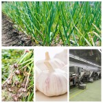 Garlic Powder Supplier - Fresh Powder Low Price