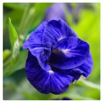 Butterfly Pea Tea Manufacturer - Dried Flower Herbal