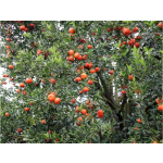 Tangerine Peel Supplier - New Crop Original Factory