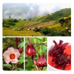 Hibiscus Tea Supplier - Roselle Extract Bulk