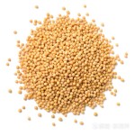 Mustard Seeds Factory - Dry Yellow Grain Natural