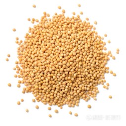 Mustard Seeds Factory - Dry Yellow Grain Natural