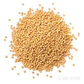 Mustard Seeds Factory - Dry Yellow Grain Natural