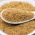 Mustard Seeds Manufacturer - Yellow Seeds Kitchen