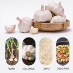 Garlic Powder Supplier - Seasoning 5kg Pack Bulk
