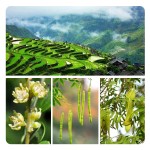 Snow Lotus Seeds Manufacturer - Honeylocust Rice Clean
