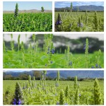 Parsley Leaves Manufacturer - Dehydrated Crushed Bulk