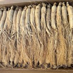 Ginseng Root Factory - Natural Cultivated Whole