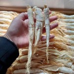 White Ginseng Supplier - Root Bulk Wholesale