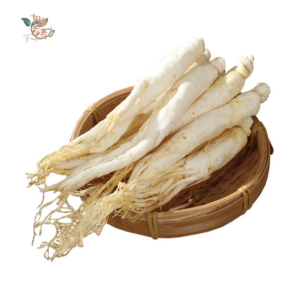 White Ginseng Supplier - Root Bulk Wholesale
