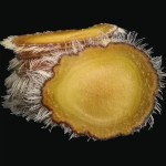 Deer Antler Supplier - Powder Slices Men