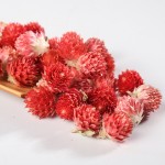 Globe Amaranth Tea Supplier - Red Hong Qiao Mei