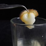 Deer Antler Supplier - Powder Slices Men